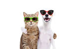 Funny cats and dogs