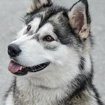 cute pet husky