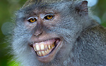 The Comedy Zoo