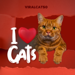 ViralCats