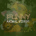 Funny Annimal Videos