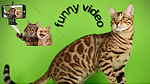 funny animal channel