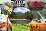 culture   visit  food create festival animals plantations