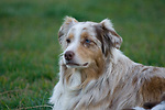 Gypsy's Charm Australian Shepherds