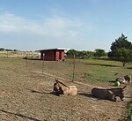 Hoofbeats & Wagging Tails Ranch