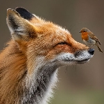 Epic Wildlife
