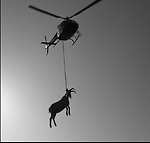 KillTheGoat.com