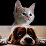 Pet Loverz