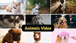 Animals Funny Video