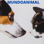 Mundo Animal Dicas e Curiosidades