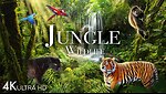 Cute Forest  animals videos