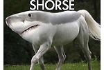 Memefunny