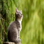 Animal Lovers