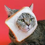 Pets funny videos