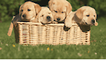 All about pets