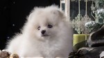 CutePuppiesYT