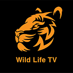 WildlifeTV