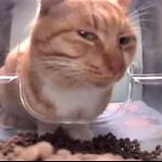 Animal's funny moment