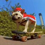 dog play skateboard