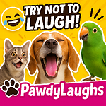 PawdyLaughs: Daily Doses of Cute, Crazy, and Hilarious Animals!