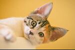 funny animals kingdom