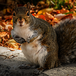 Canadian Nature Channel