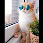 Funny cats videos