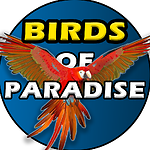 Birds of Paradise