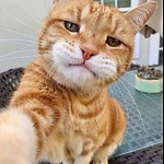 ComedyCat66