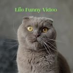 Life Funny Video