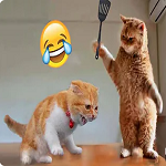Hilarious Cats Compilation - You Won't Stop Laughing!