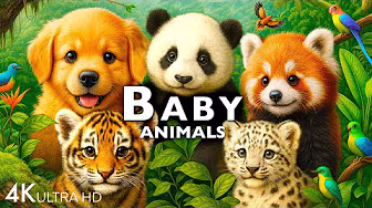 Scenic Scenes Enimals