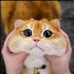 Hilarious Cats