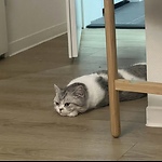 Funny pets videos