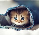 Animals Cutest