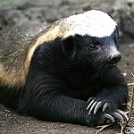 Honey Badger