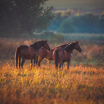 American Shetland Pony Club