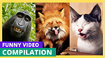 Animal Funny Videos