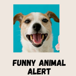 FunnyAnimalAlert
