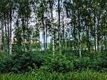 Pure Nordic Nature