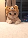 CUTE ANIMALS FOR YOU