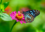 Flowers and Birds