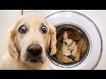 Funny and crazy animals
