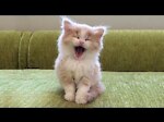 OMG Super Cute ♡ Best Funny Cats and Dogs Compilation 2021