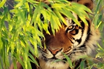 Amazing World of Nature video