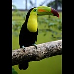 beautiful animals