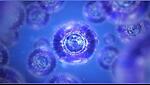 Stem Cell Activation