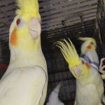 Cockatiel parrots