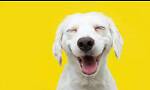 animalsRoof