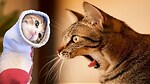 Funny animals video 2023